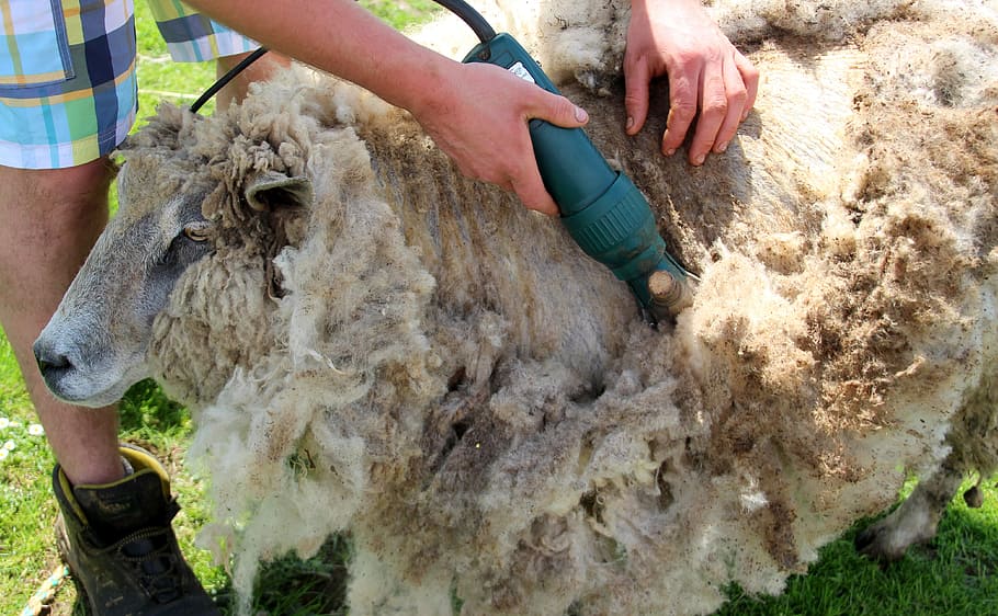 person, removing, sheep, hair, shearing, shearing sheep, wool, livestock, sheepskin, sheep's wool