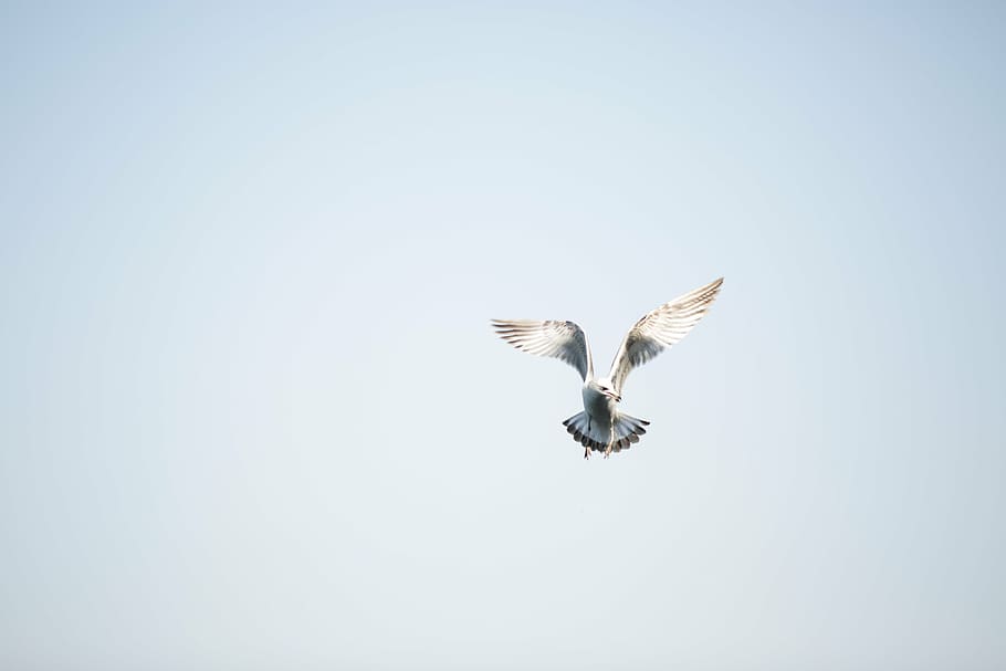white, grey, ring-billed gull, flying, seagull, gul, birds, ocean, seas, chips