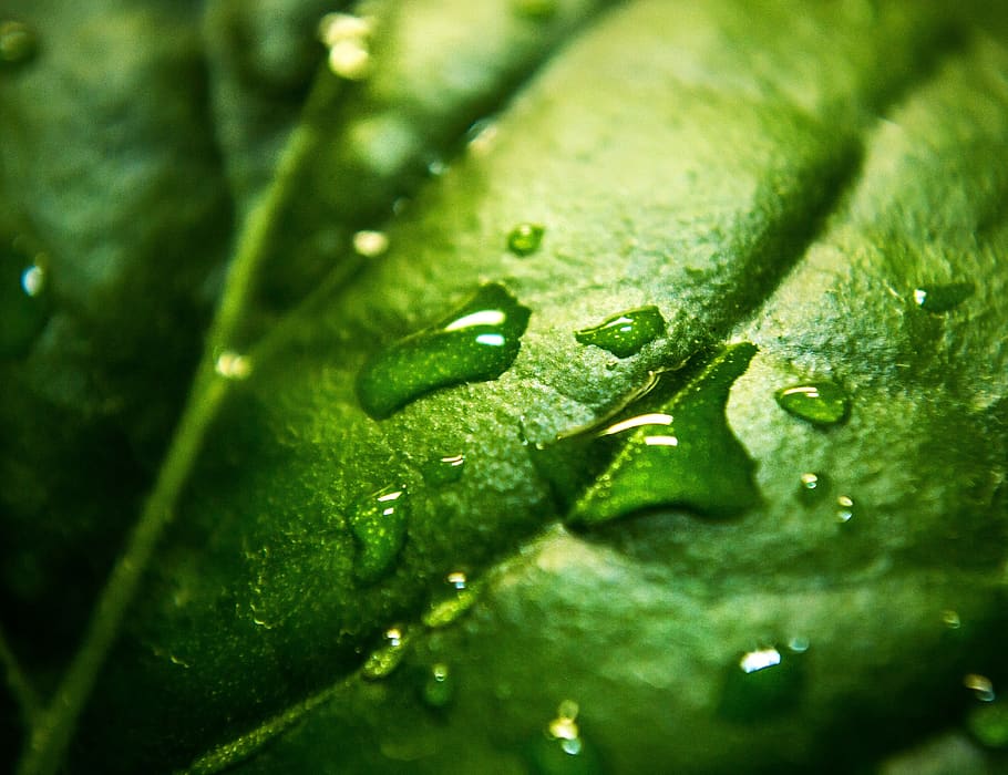 nature, plants, leaves, veins, water, droplets, rain, still, bokeh, green