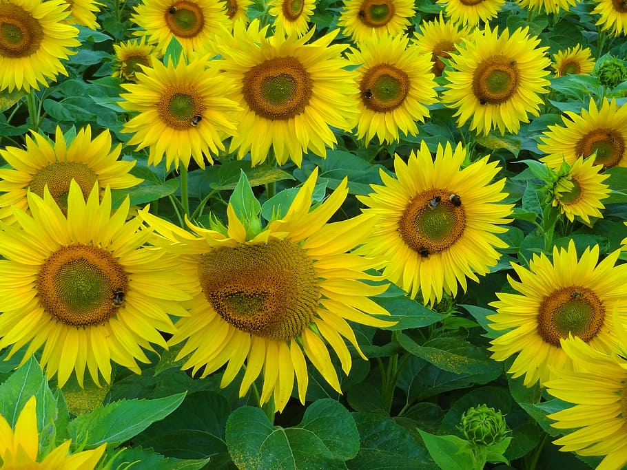 flor del sol, verano, abejas, hummel, campo de girasol, polinización, miel,  flores, amarillo, mar de flores | Pxfuel