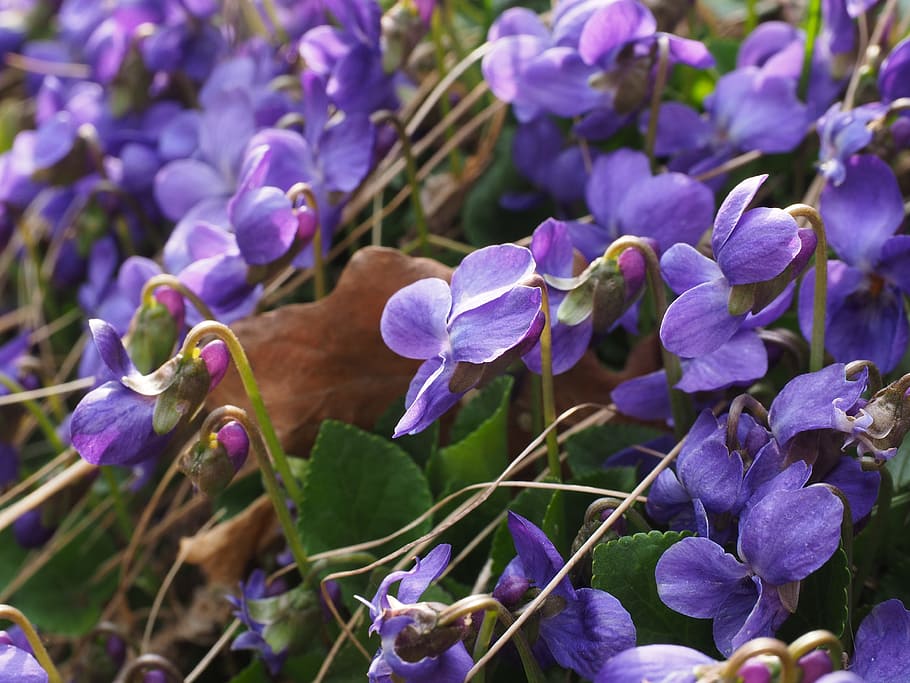 violetas perfumadas, violeta, floración, viola odorata, violetas de marzo,  violetas fragantes, planta violeta, violaceae, púrpura, primavera | Pxfuel