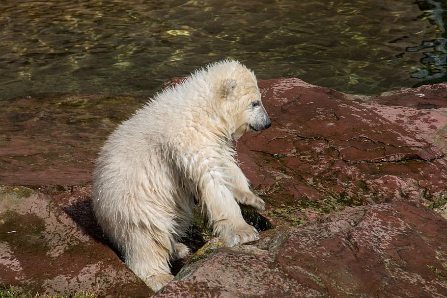 polar, bear, rocks, Spring, Polar Bear, Young Animal, charlotte, polar bear cub, tiergarten, nuremberg