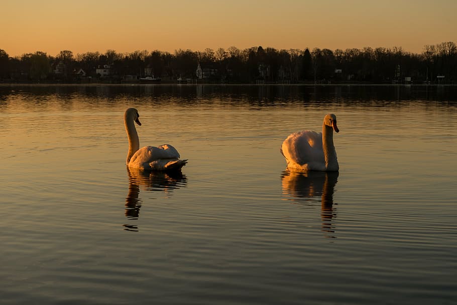 swan, water, lake, water bird, bird, white, white swan, back light, sparkle, waters