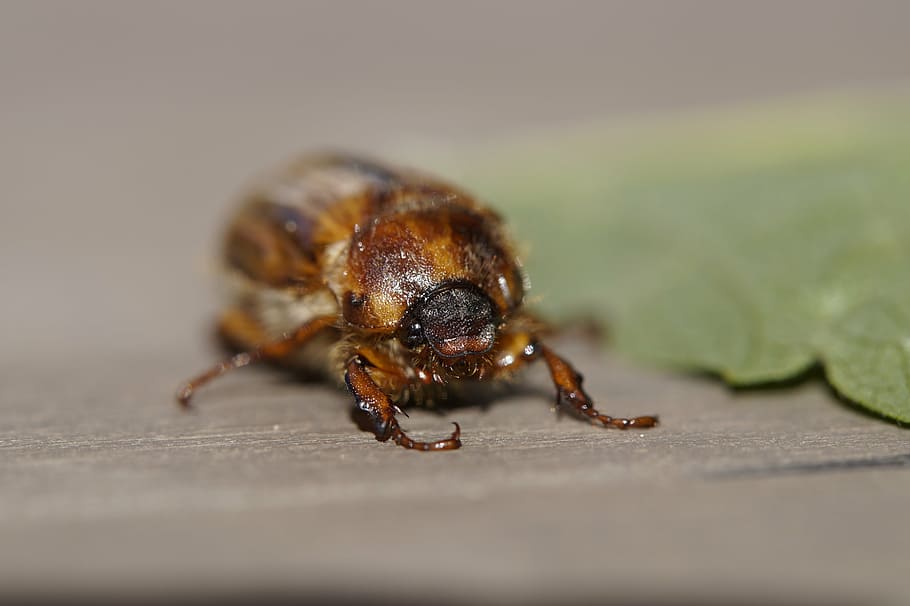 chafer, crawl, june, summer, animal, insect, beetle, face, head, eye