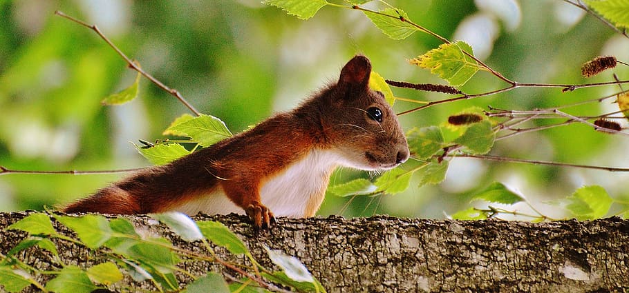 squirrel, nager, cute, nature, rodent, climb, garden, eat, brown, nut