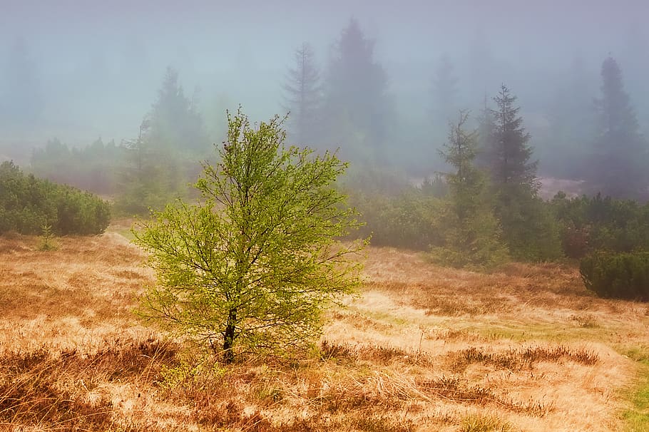 niebla, bosque, al aire libre, solo, árboles, bosques, neblina, escénico, ruta de acceso, medio ambiente