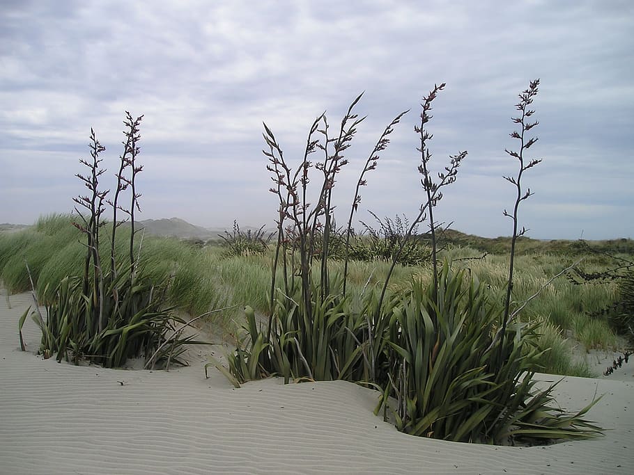 new zealand, south island, desert, north cape, northern tip, sand, plant, sky, beauty in nature, tranquility