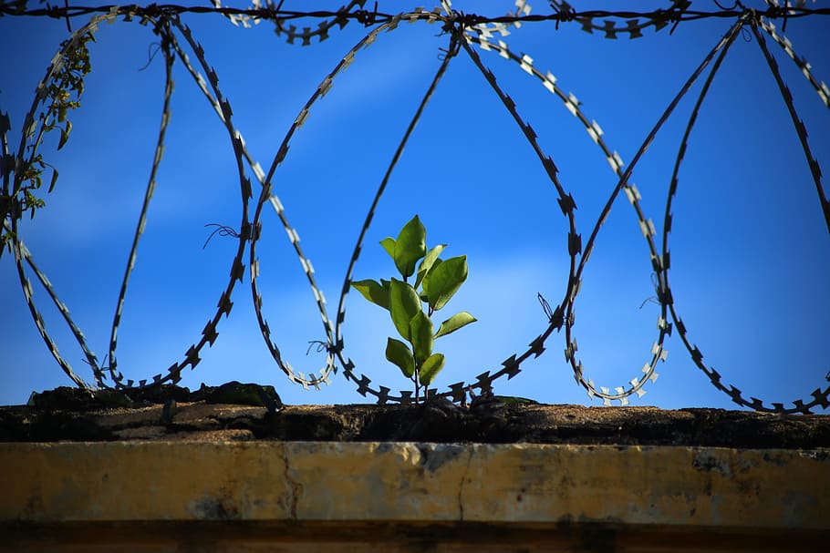 green, plant, middle, fences, dom, prison, jail, jailed, prison break, wire