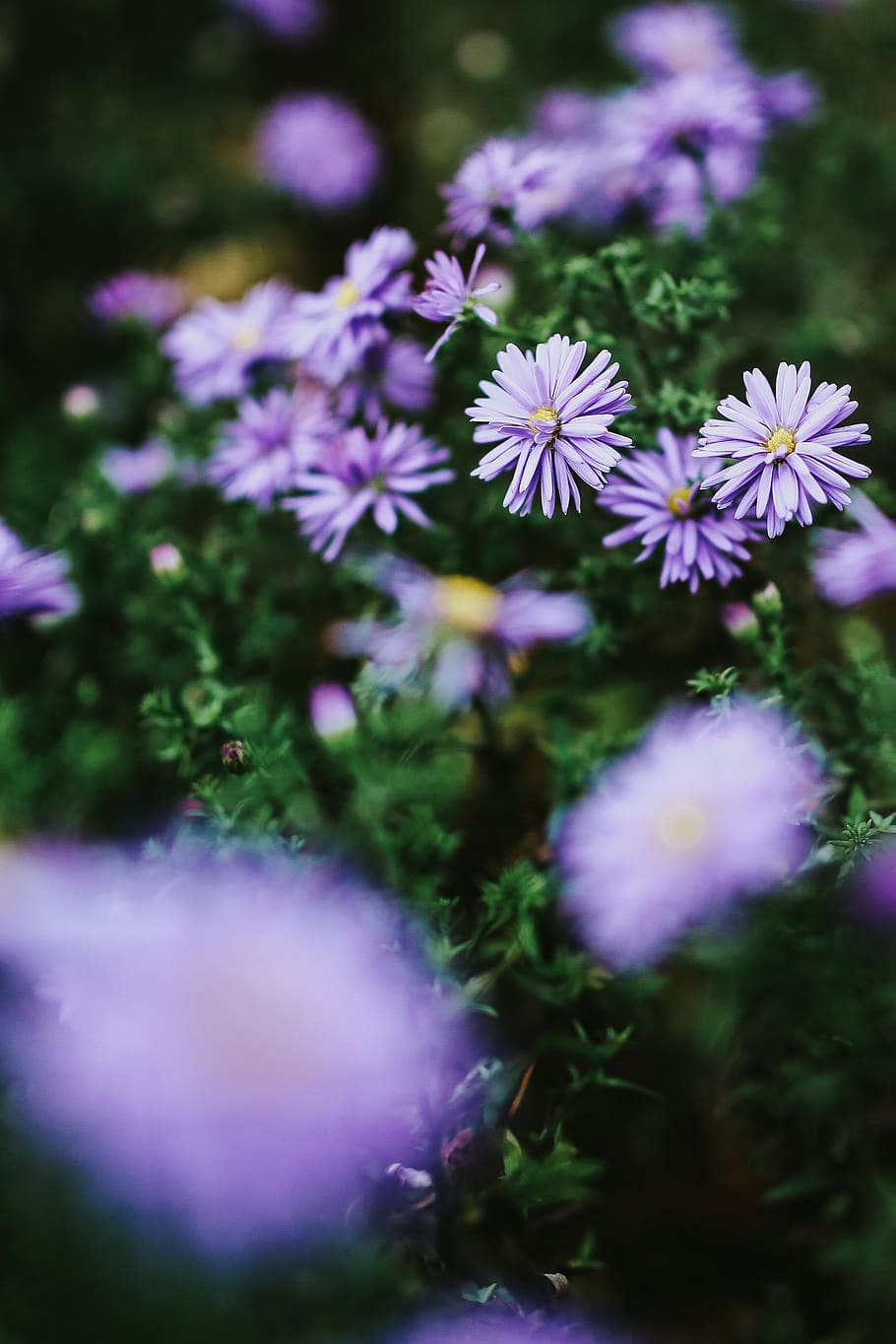 closeup, flores, flora, prado, violeta, Roxo, close-ups, flor, planta com flor, planta
