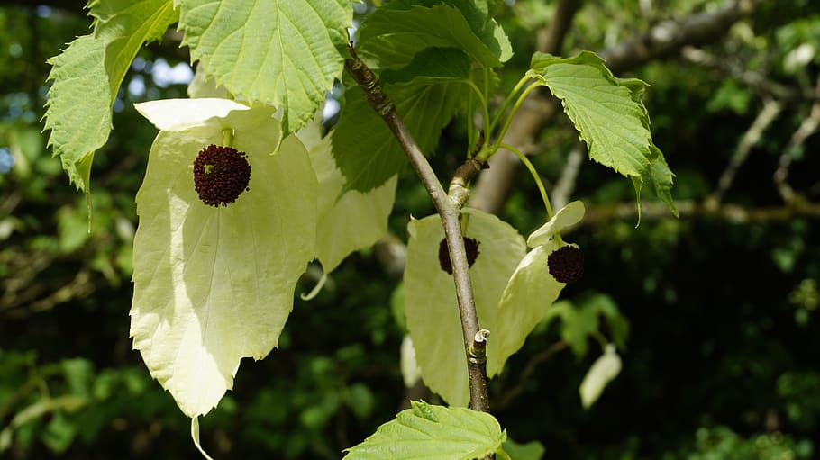 plant, handkerchief tree, blossom, bloom, close up, white, growth, leaf, plant part, focus on foreground