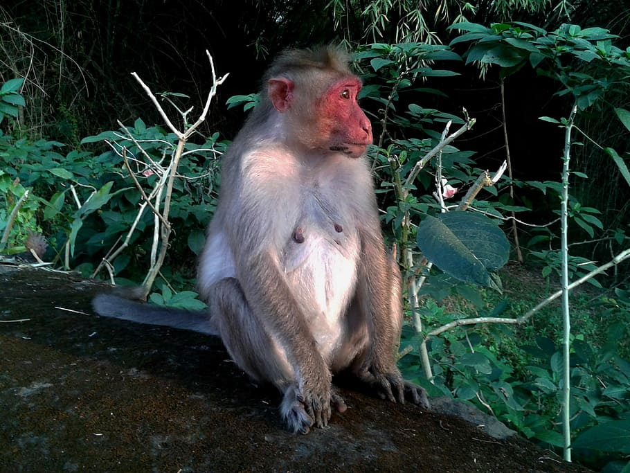 A intrigante imagem de macaco com mangusto no colo que concorre a prêmio de  fotos de vida selvagem, Meio Ambiente