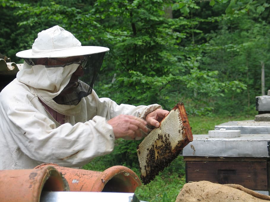 standing, man, holding, honey box, Bees, Beekeeping, Honey, Beekeeper, apiary, beegarden