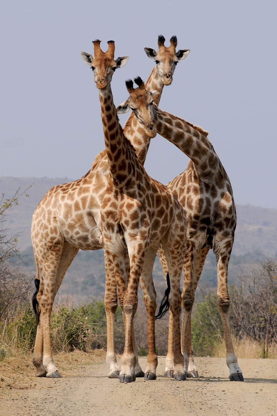 three, giraffes, standing, middle, field, south africa, national park, hluhluwe, formation, wild animal