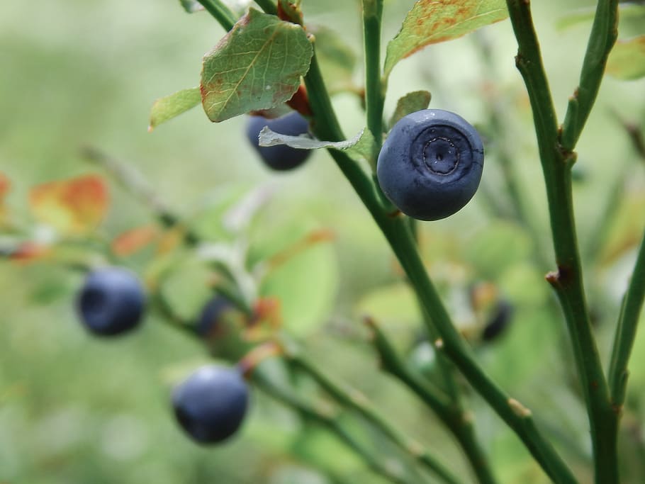 blueberry, nature, food, snacks, plant, berry, greens, blue, forest, summer