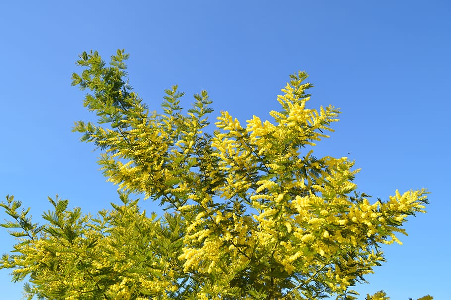 Mimosa, Flower, Yellow, yellow flower, garden, tree, flowering, nature, clear sky, growth
