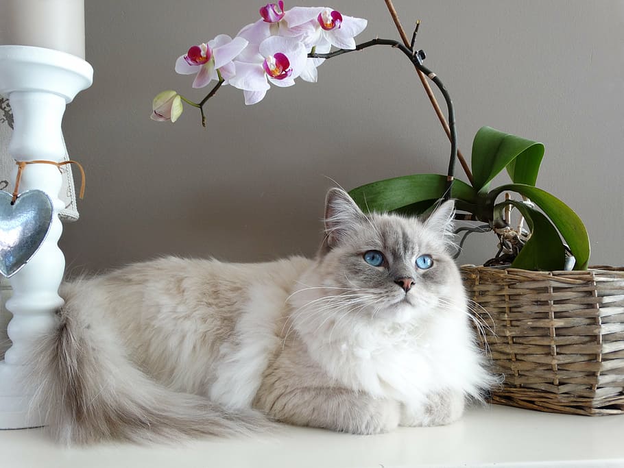blanco, gato persa, acostado, al lado, marrón, cesta, gato, acceso remoto, muñeca de trapo, mascota
