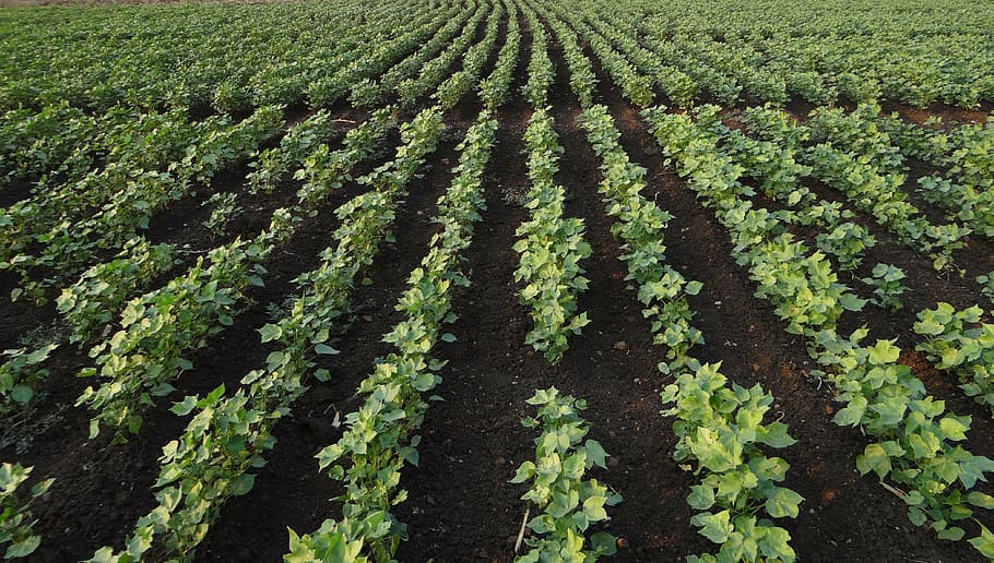 crop field, bt cotton, highyielding, seedlings, plants, agriculture, black soil, india, growth, green color