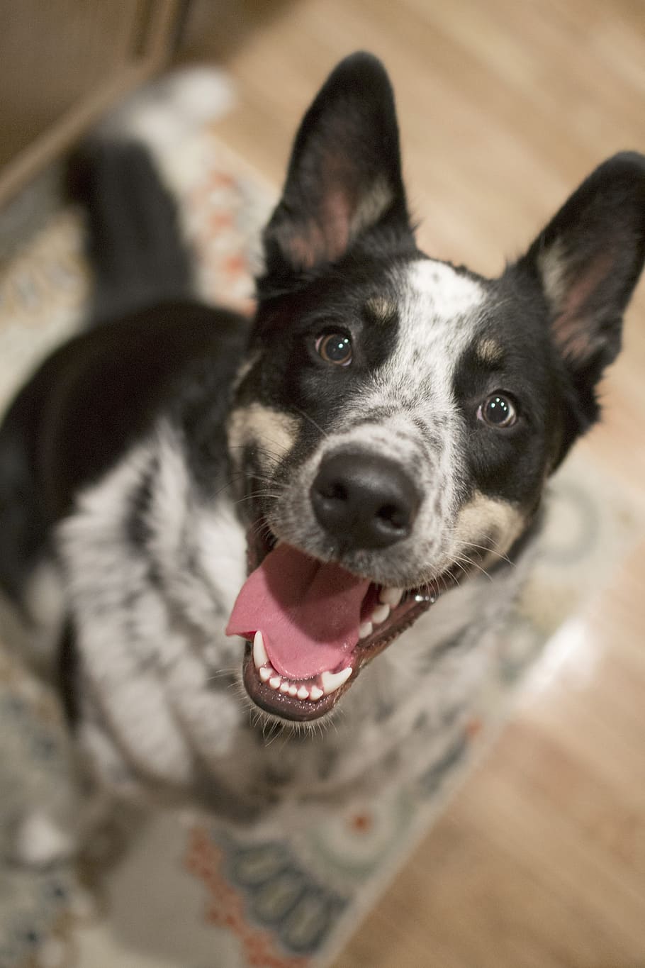 medium size short-coated, whitebrown, black, short-coated dog close-up photo, medium, size, short, coated, white, brown