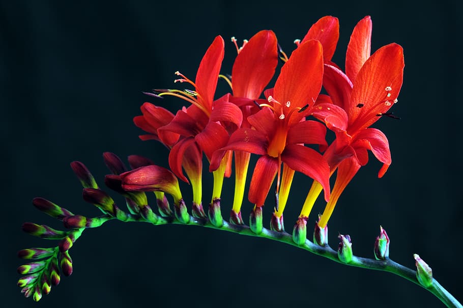 red, freesia flowers macro photography, crocosmia, lucifer, crocosmia masoniorum, montbretia, plant, nature, garden, floral