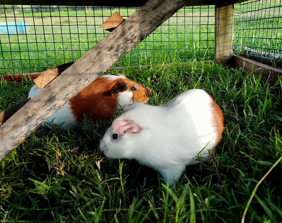 guinea pig, mammal, animal, cute, grass, farm, outdoors, nature, pet, little