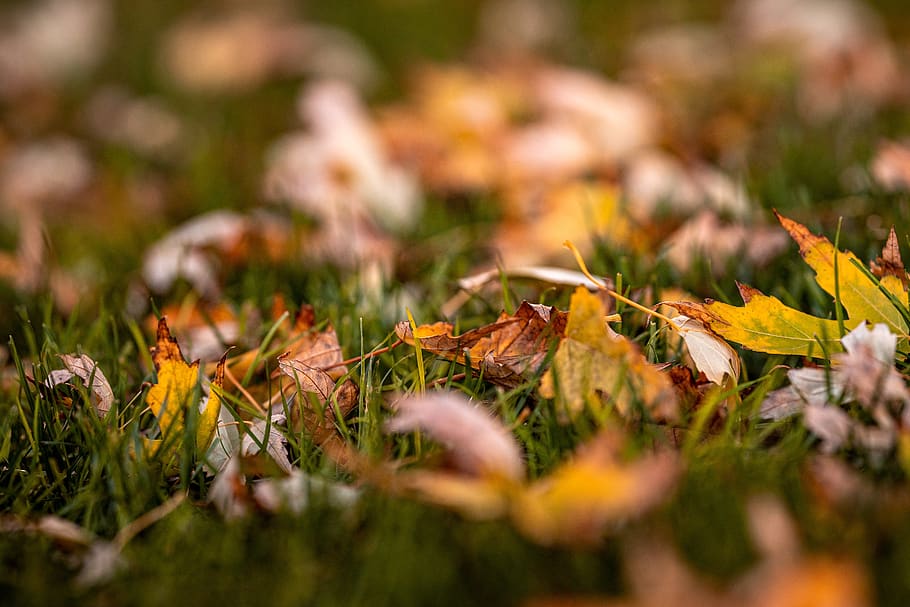outono, árvores, natureza, folhas, floresta, colorido, estação, vermelho, laranja, amarelo