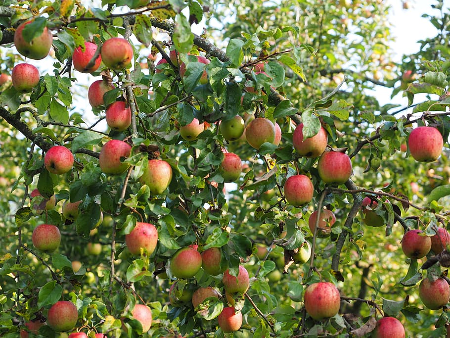 Apple Tree, Fruit, Frisch, apple, red, healthy, vitamins, orchard, gala, apple variety