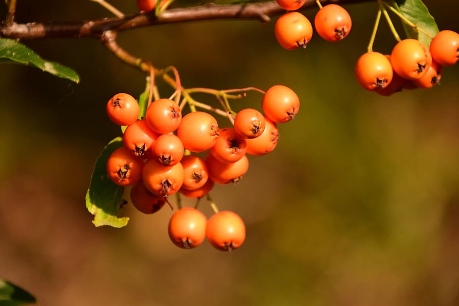 rowanberries, orange, berries, fruits, bush, plant, ornamental shrub, birds bosk, close up, autumn