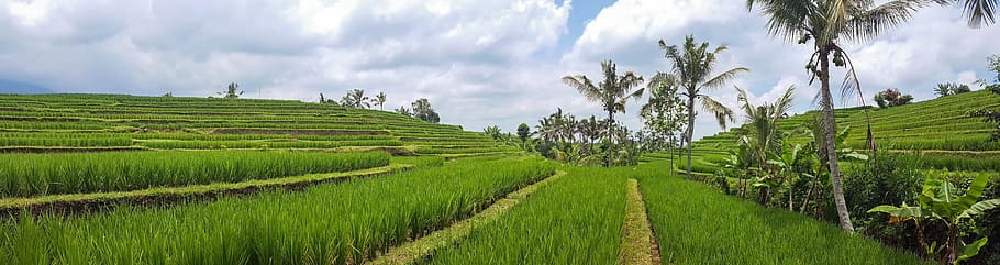 fotografia de paisagem, campo de grama, Bali, Indonésia, viagens, terraços de arroz, panorama, paisagem, agricultura, patrimônio mundial da unesco
