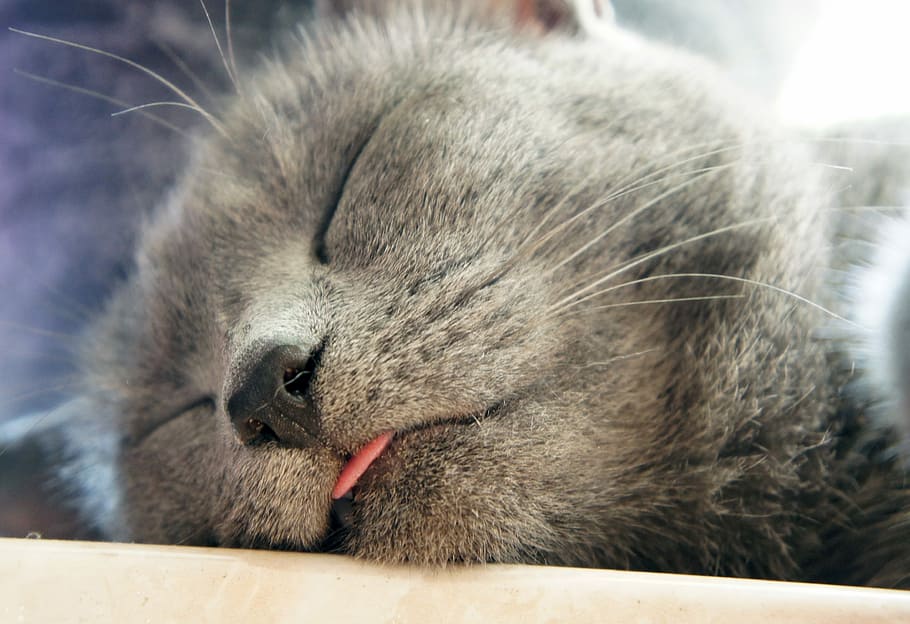 blues, kitten, close-up, Russian, cat, grey, tongue, pink, sleep, cute