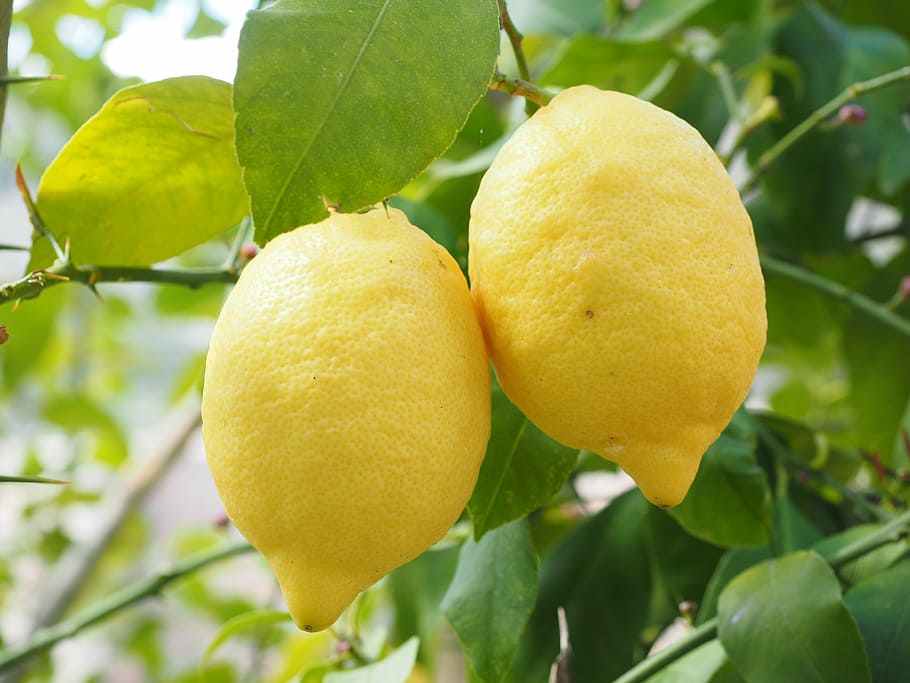 two, yellow, lemonade fruits, lemon, limone, lemon tree, citrus × limon, citrus, fruit, tropical fruit