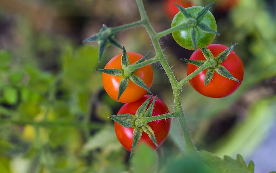 Nature, Background, Tomato Plant, tomato, red, eat, vegetables, healthy, food, frisch