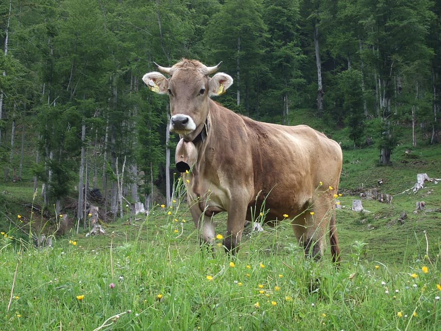 cow, allgäu, alp, plant, animal themes, mammal, animal, land, grass, livestock