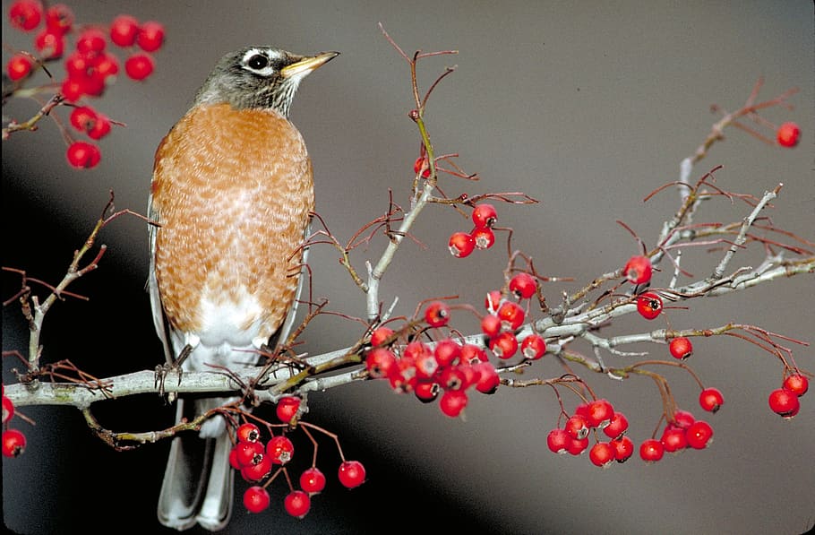 american robin, bird, perched, songbird, red, nature, wildlife, redbreast, animal themes, tree