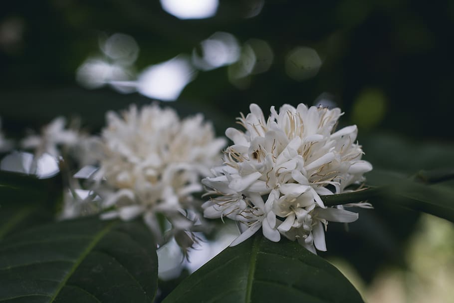 coffee, plant, green, leaf, white, flower, nature, blur, flowering plant, beauty in nature