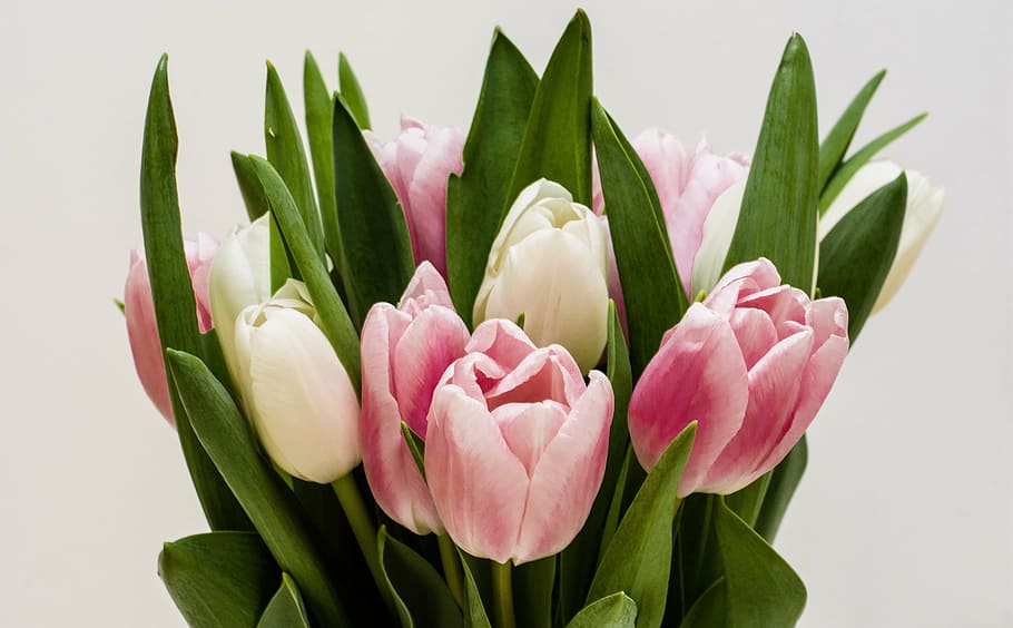 rosa, blanco, tulipanes, flores, bouqet, naturaleza, verano, color, ramo, primavera