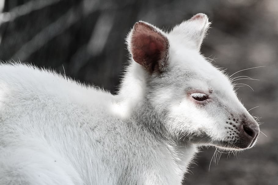 canguru branco, mamífero, canguru, animal, vá para, branco, cauda, ​​ícone, esboço, engraçado
