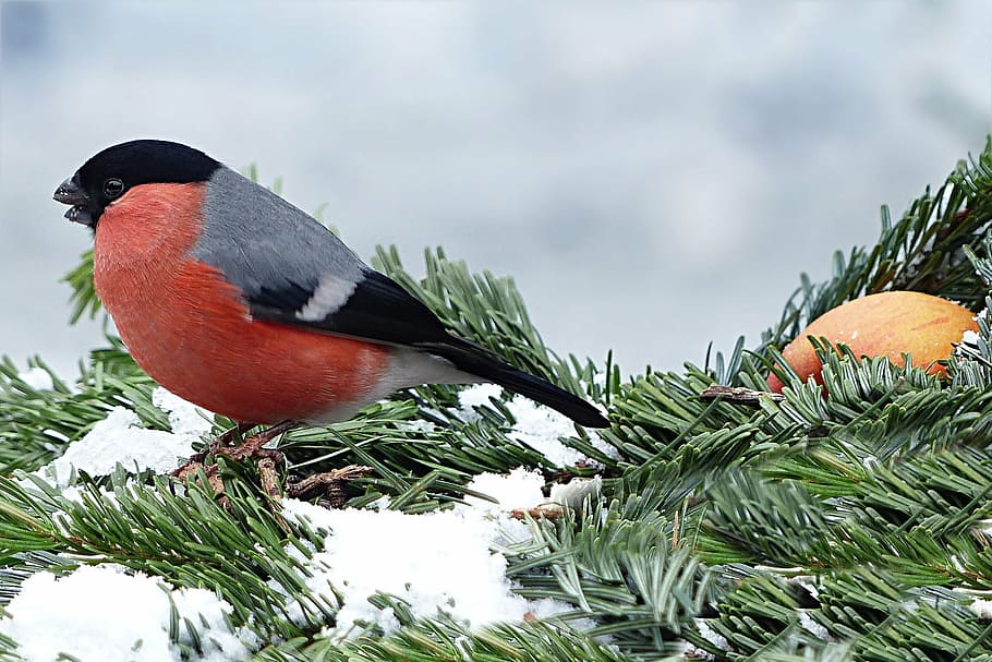 merah, abu-abu, burung yang diteliti, daun pinus, bullfinch, gimpel, pyrrhula, burung, mencari makan, musim dingin