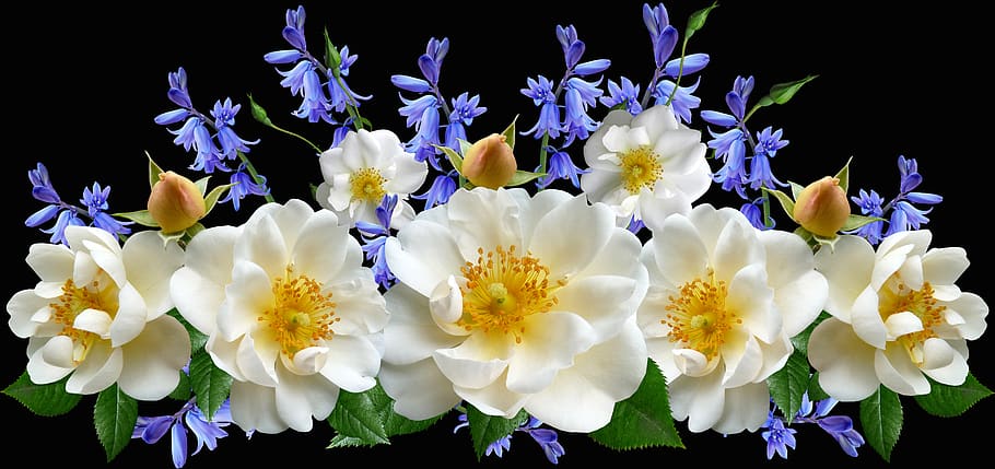 flowers, roses, white, blooms, bluebells, arrangement, garden, nature, flowering plant, flower