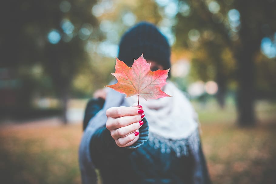 young, girl, holding, autumn, maple leaf #2, Young Girl, Colored, Maple Leaf, bokeh, cold