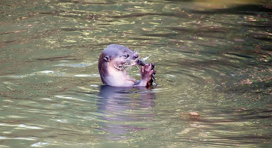 otter feeding on fish, wild, otter, wildlife, outdoor, natural, pasir, ris, river, side