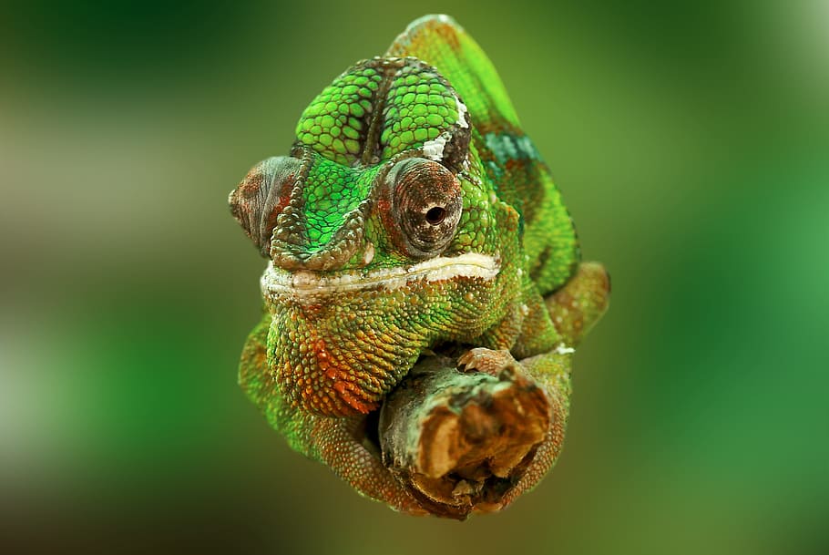 selectivo, fotografía de enfoque, verde, gris, camaleón, rama, reptil, lagarto, animal, come insectos