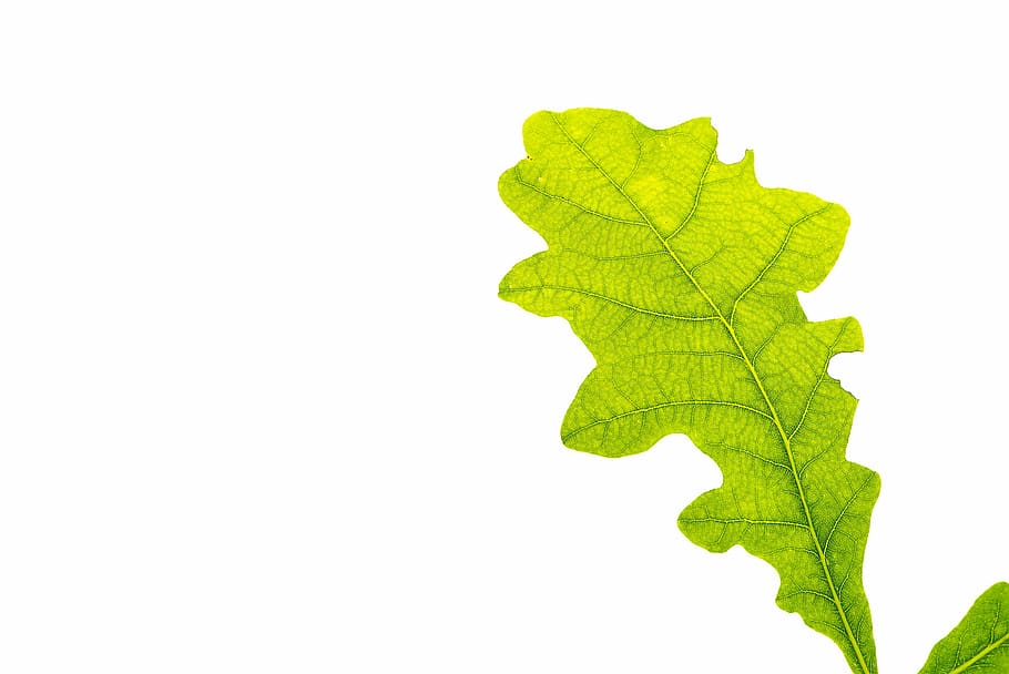 green leaf, leaf, green, oak leaf, leaf structure, tree leaf, leaf veins, buchengewaechs, close, nature