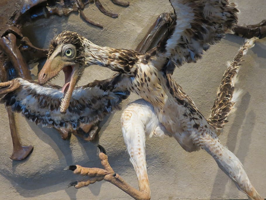 archaeopteryx, pájaro, dinosaurio, transicional, museo, antiguo, pluma, ala, animal, temas de animales