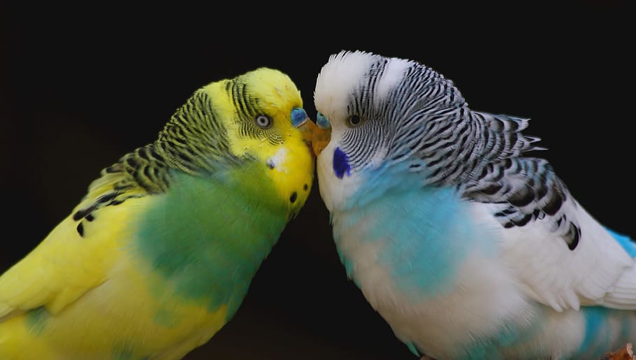 budgie, smooch, love, together, togetherness, whisper sweet nothings, kiss, parrot, bird, animal
