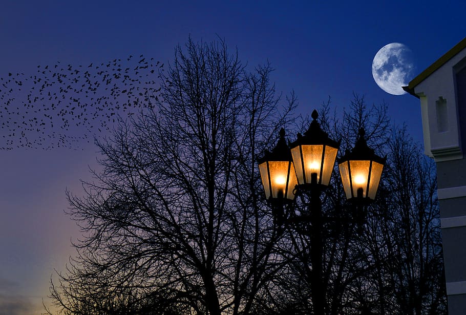 abendstimmung, moonlight, moon, lantern, street lighting, nostalgic, trees, birds, blue hour, atmosphere