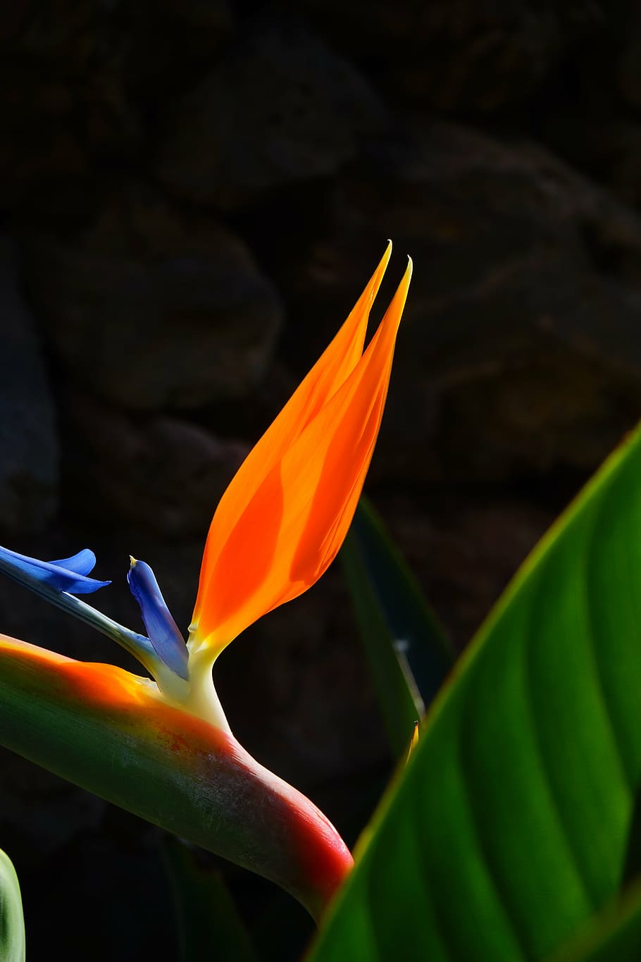 ave del paraíso flor, flor, florecer, rojo, amarillo, azul, colorido,  color, orquídeas strelitzia, rey caudata | Pxfuel