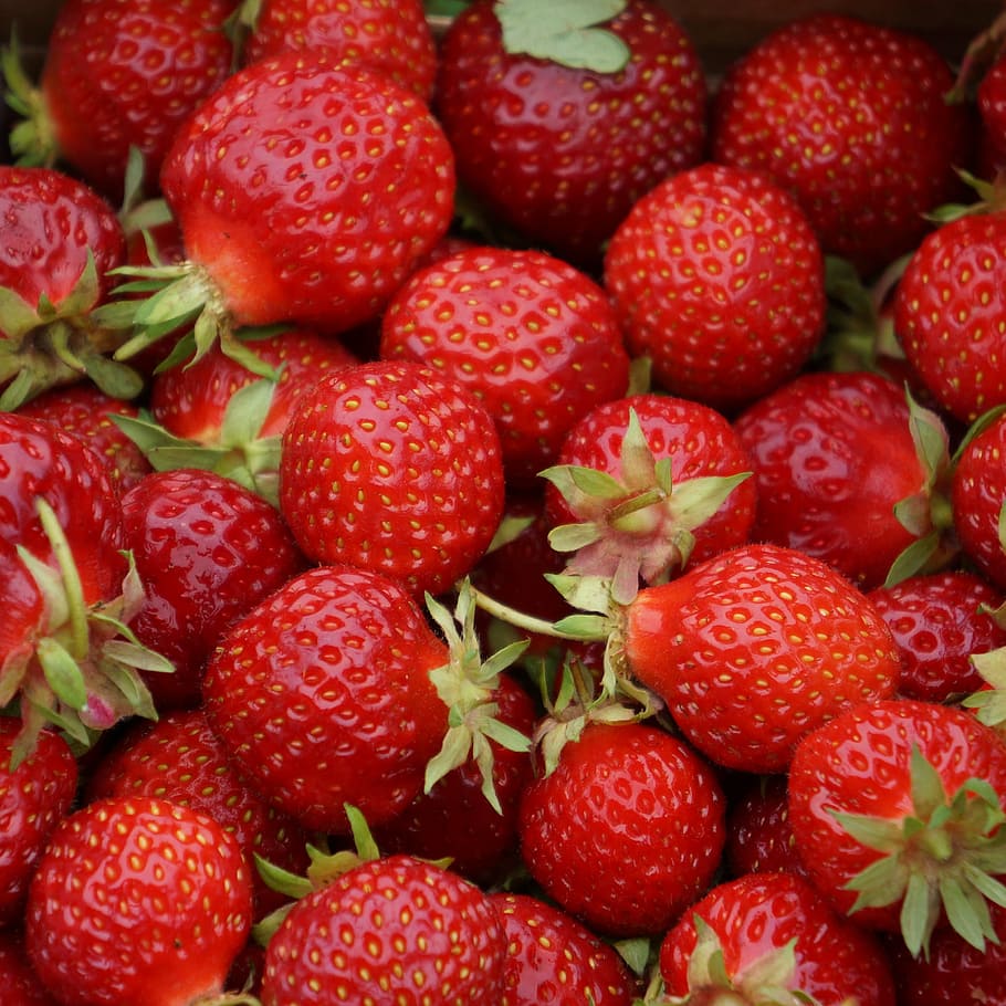 manojo de fresas, fresas, bayas, bayas rojas, tallo verde, fresa, baya, rojo, alimentación saludable, fruta