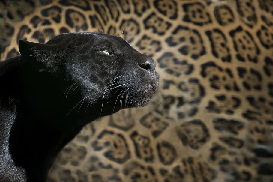 hitam, macan tutul, latar belakang kulit macan tutul, panther hitam, kebun binatang, kucing, hewan, hewan liar, liar, kuning kecoklatan