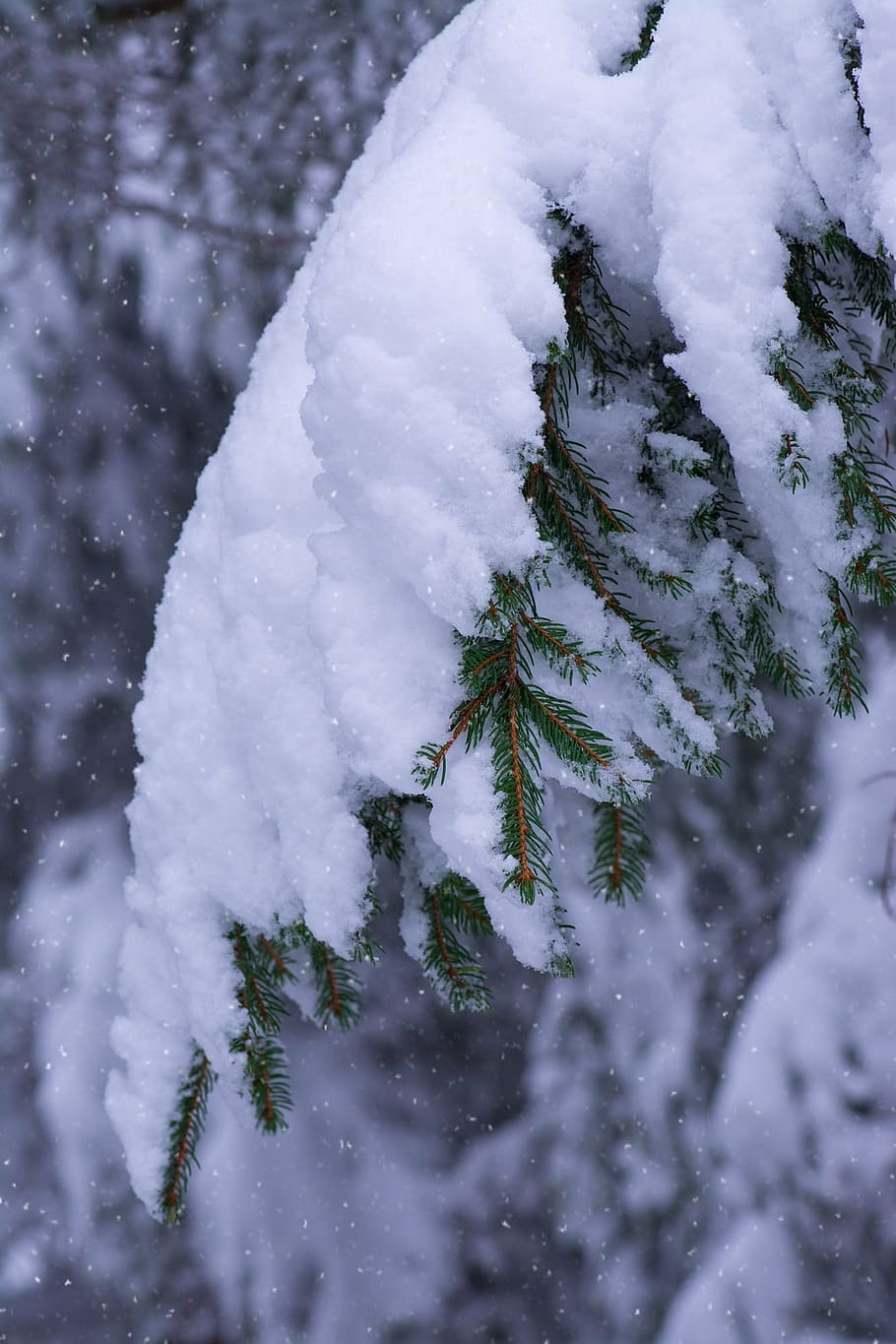 inverno, ramos, coníferas, neve, nevado, ramos cobertos, pervinca, azevinho, invernal, frio