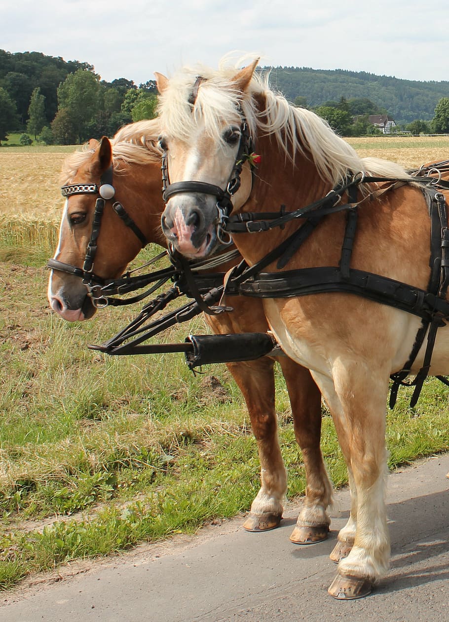 horses, team, horse drawn carriage, ross, wagon, animal, horse head, bridle, horse heads, monteaura